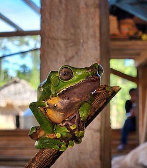 Chilled frog2 (1).jpg