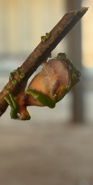 Frog chilled 20.jpeg