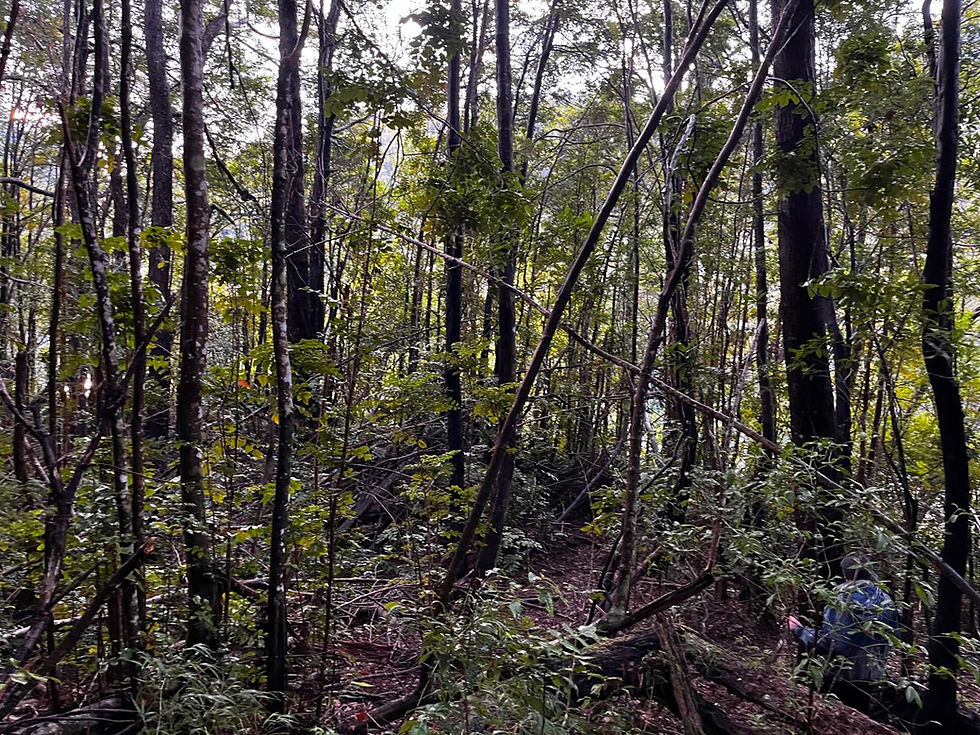 Miniatura: Parcela con orilla de lago Puerto Ramirez