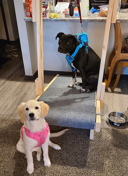 Dog Treadmill.jpg