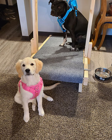 Dog Treadmill.jpg