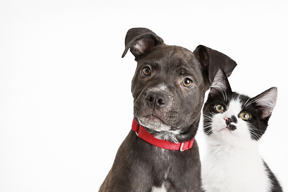 chien et chat portrait neutre sur fond clair