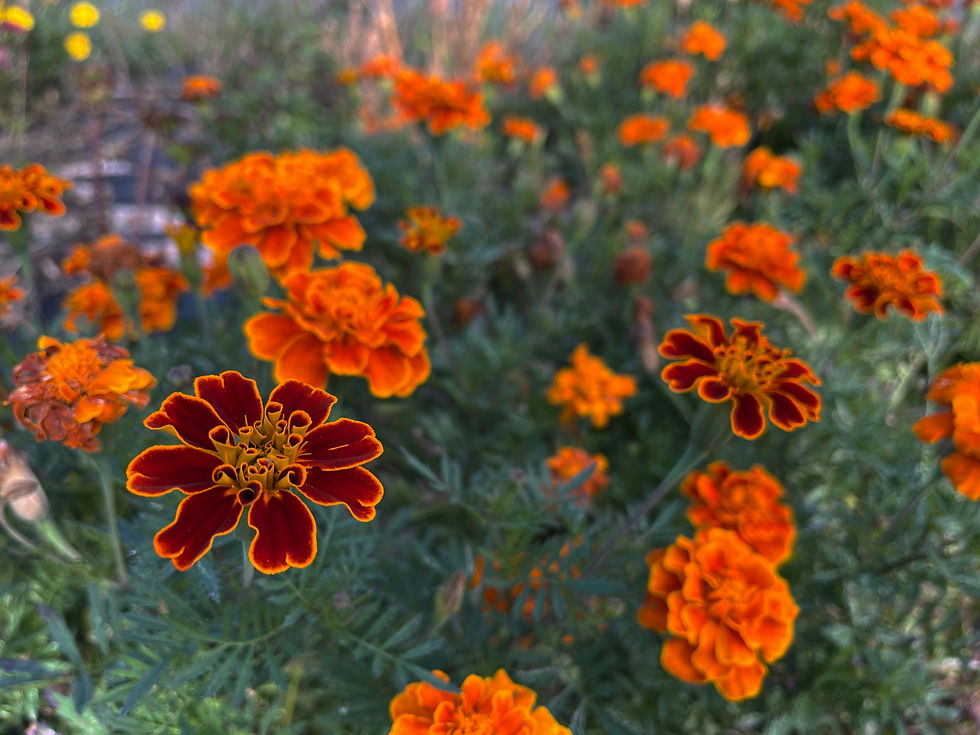 Miniatura: イエロージャスパー【Silver925】