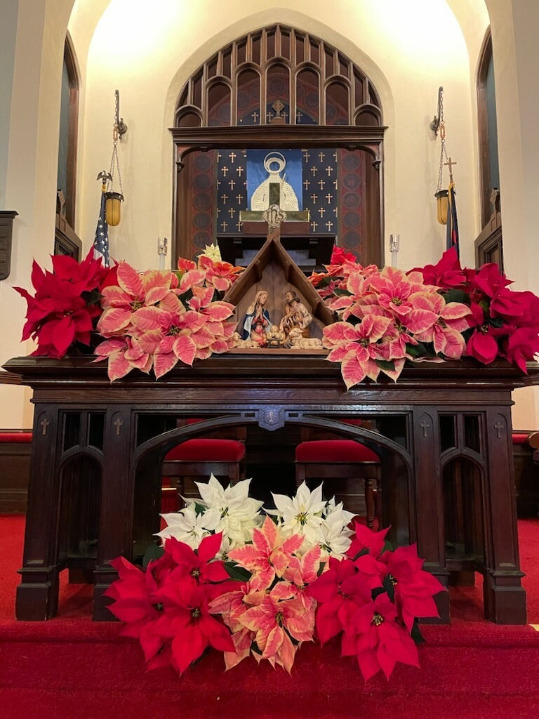 Poinsettias