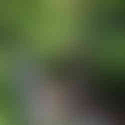 trek au nord du Laos chez les Akhas