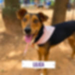 Lilica - fêmea - 1-2 anos - Porte P-M - 13kg Lilica é uma menina muito carinhosa, adora um