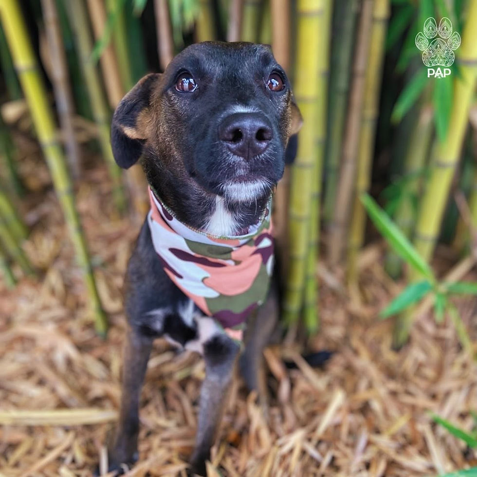 Alfajor - Macho - 1 ano - Porte P-M - 13 kgEsse neném perfeito é o Alfajor. Foi recolhido