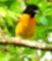ree