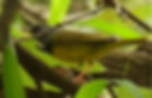 ree