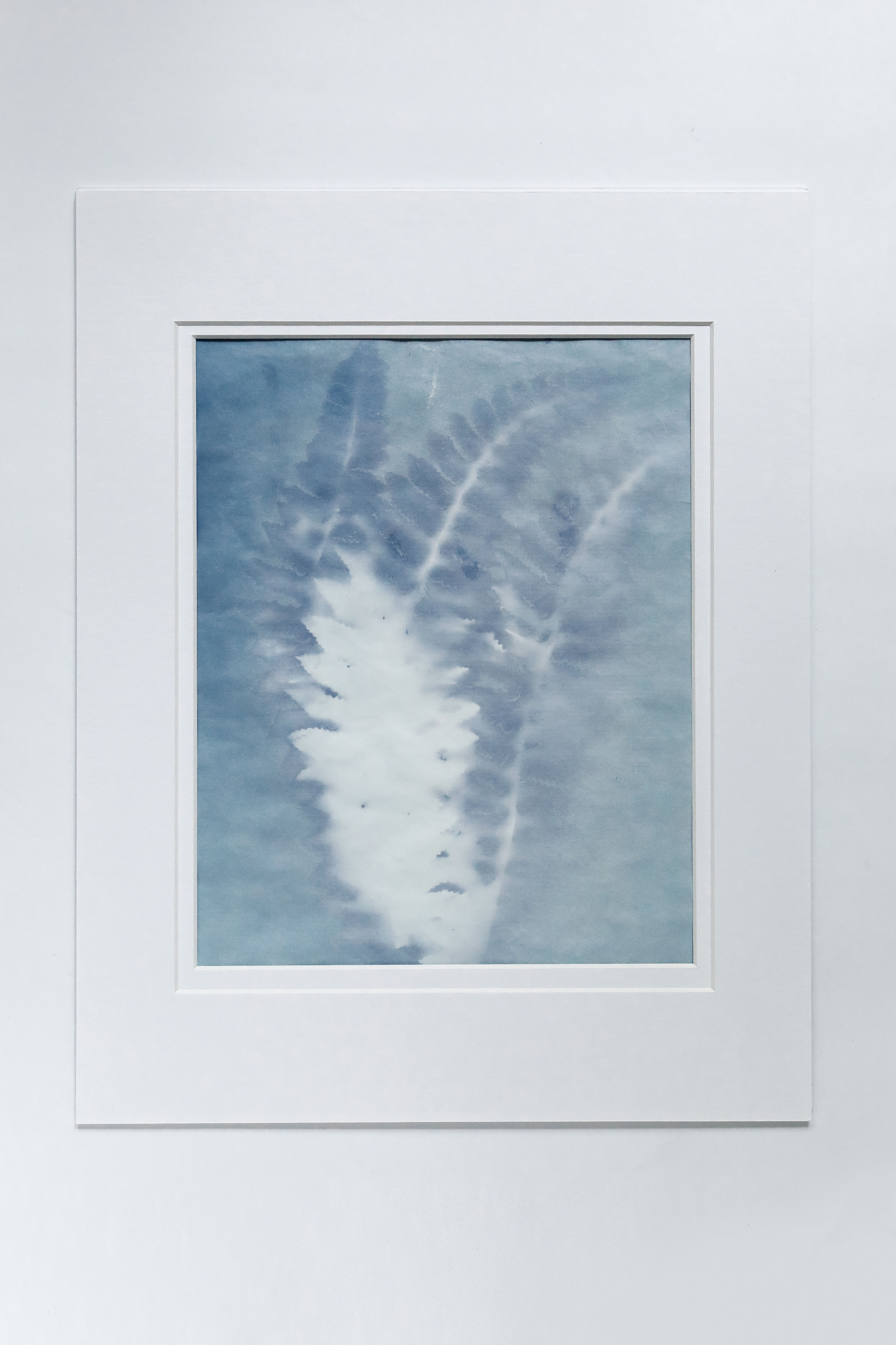 Fern Study, Hand Printed-limited Edition Cyanotype