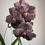 Miniatura: Orchidea Vanda con supporto