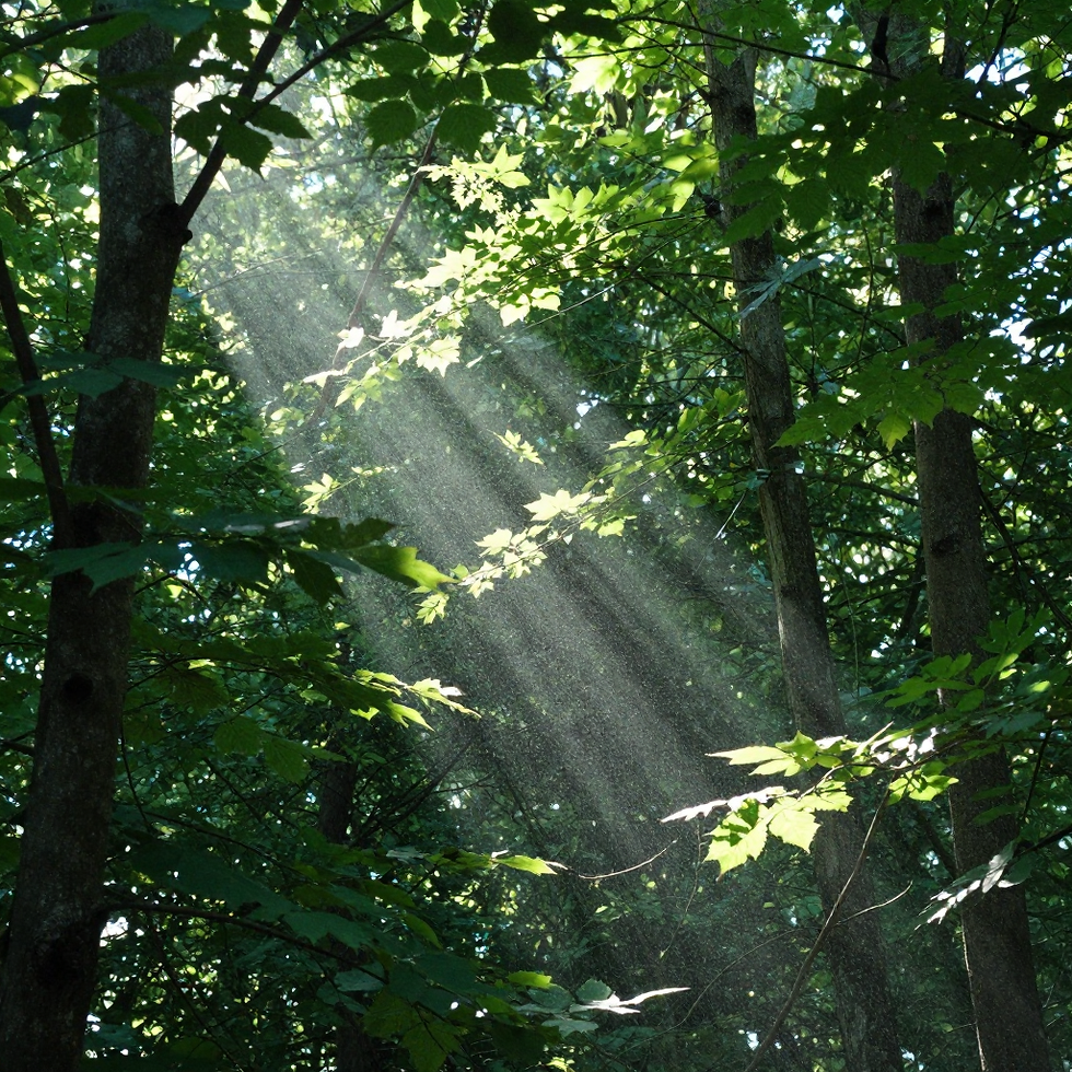 Faire alliance avec le rayon blanc d ascension