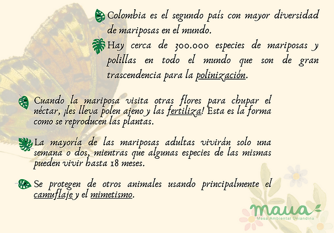 Datos curiosos Mariposas 2.png