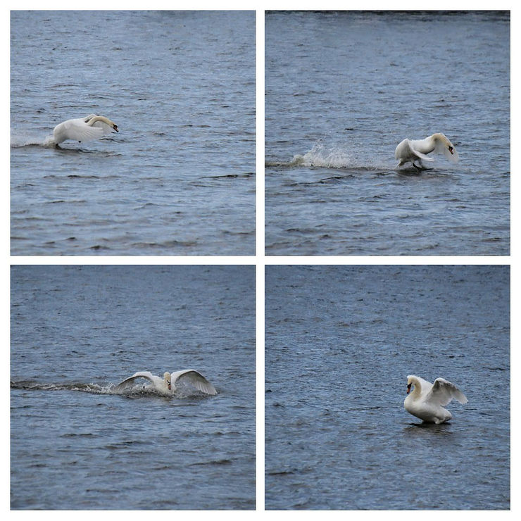 Swan In Motion
