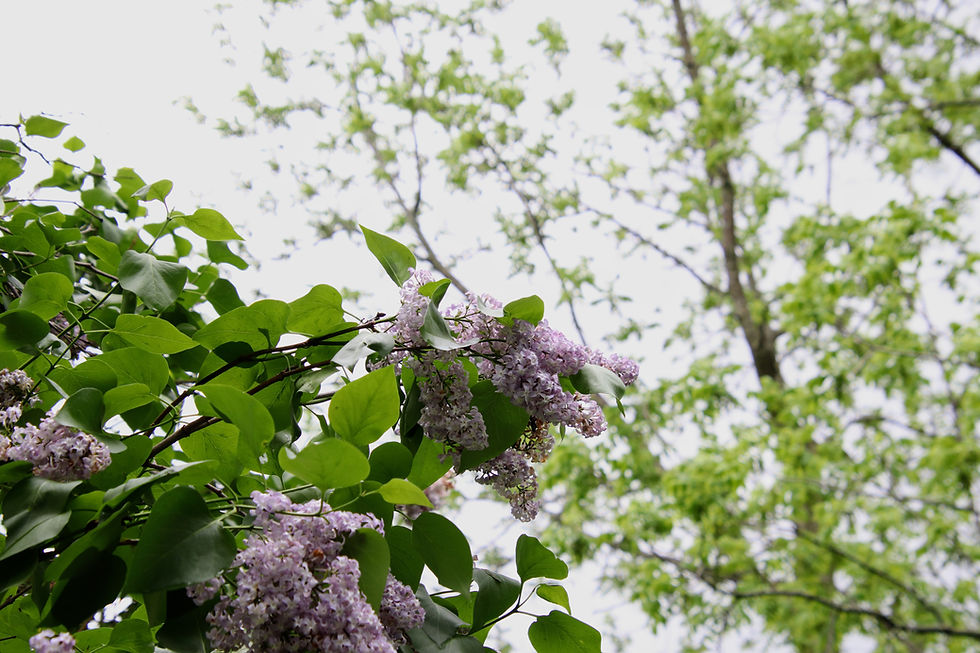 Lilacs Frame The Foreground