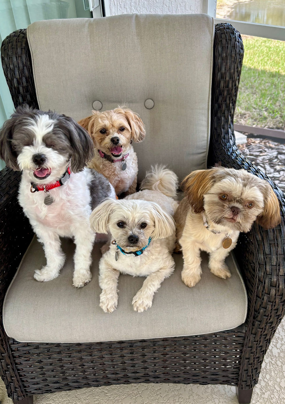Photo of four small dogs sitting together on a wicker chair