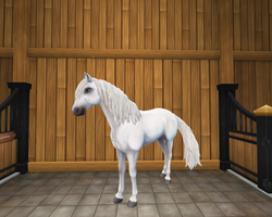 StarStable 2019-12-21 17-02-34