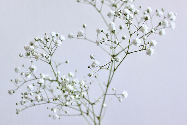 Rubina Press Ireland Flower Preservation Pressed Flowers Natural Design Templates
