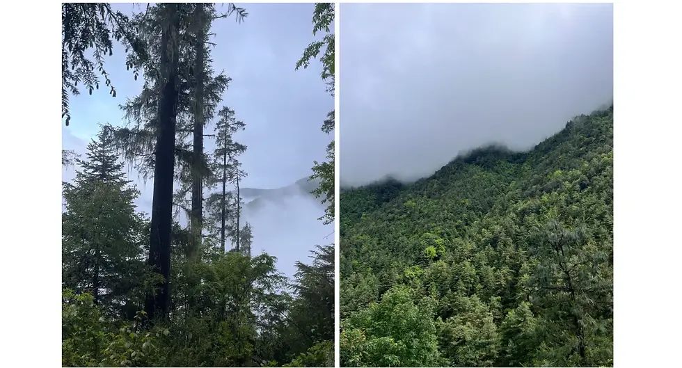 Lushness amid the mist.