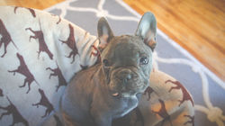 FRENCHIE