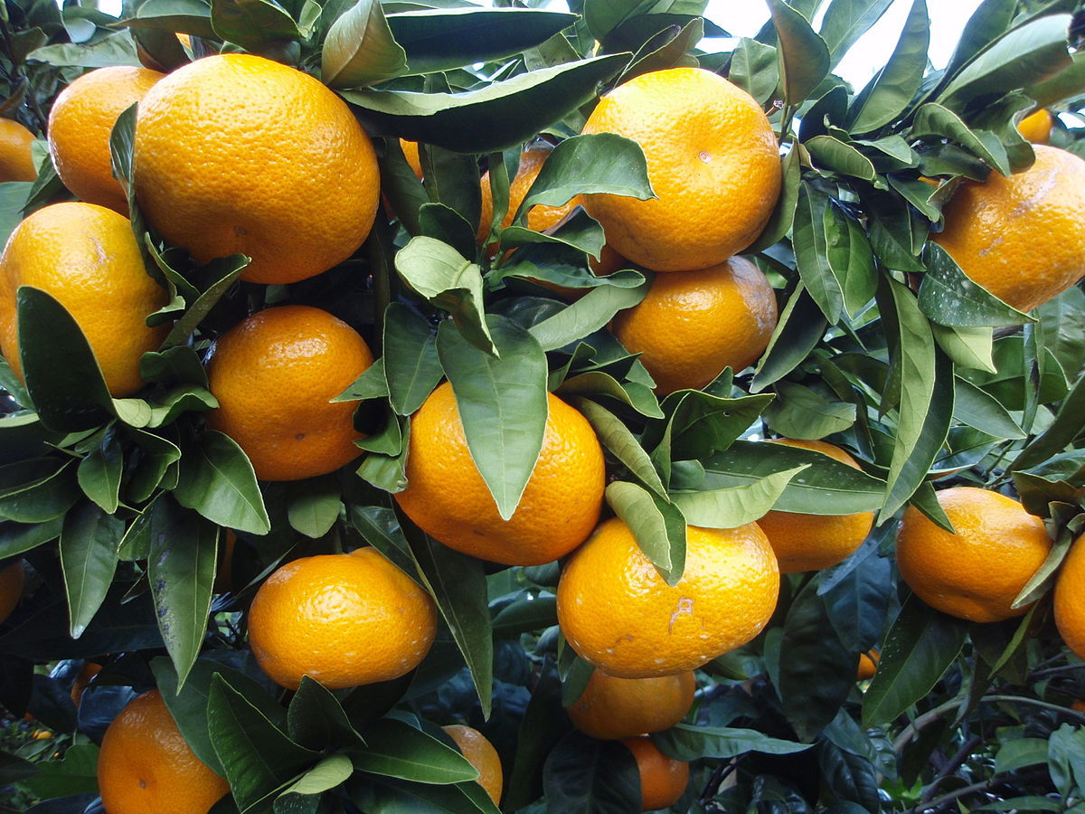 Bumper Satsuma