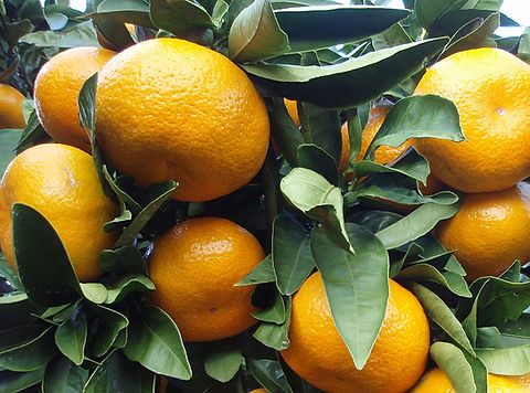 Orange Frost Satsuma | S&S Plants Direct LL