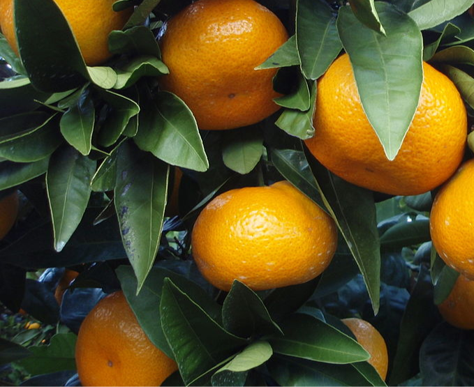 Arctic Frost Satsuma S&S Plants Direct LL