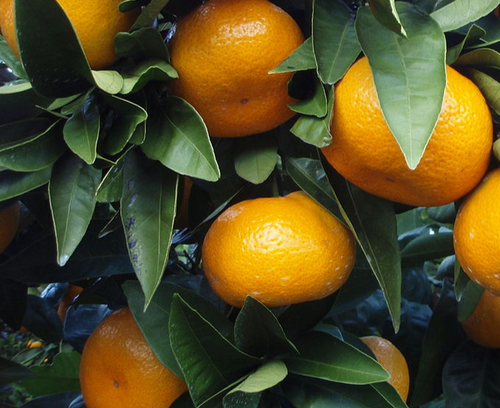 Arctic Frost Satsuma Orange