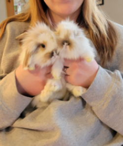 Screenshot 2026-02-06 1.07.25 PM