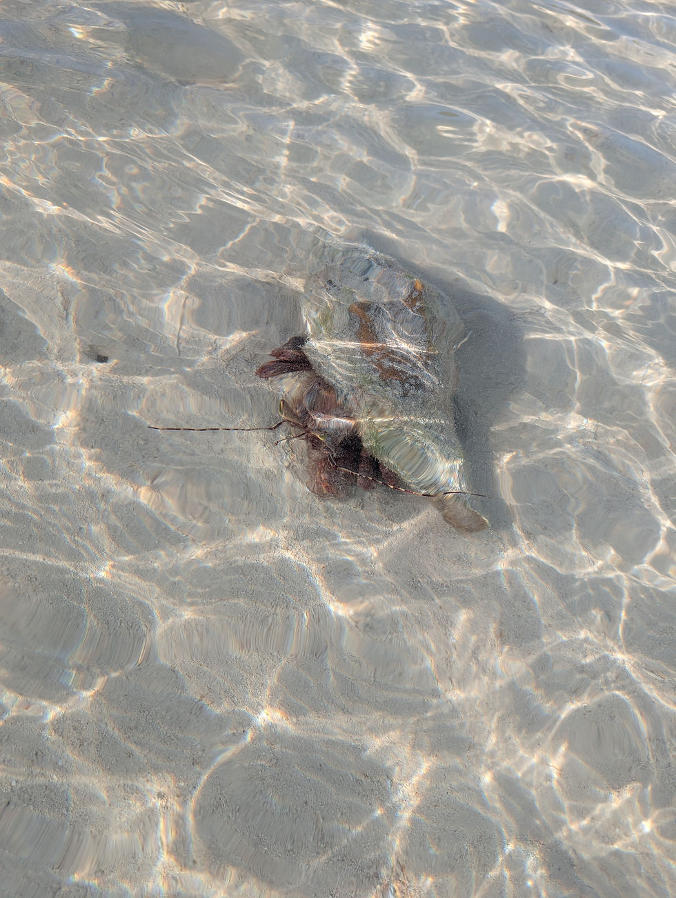 huge hermit crab
