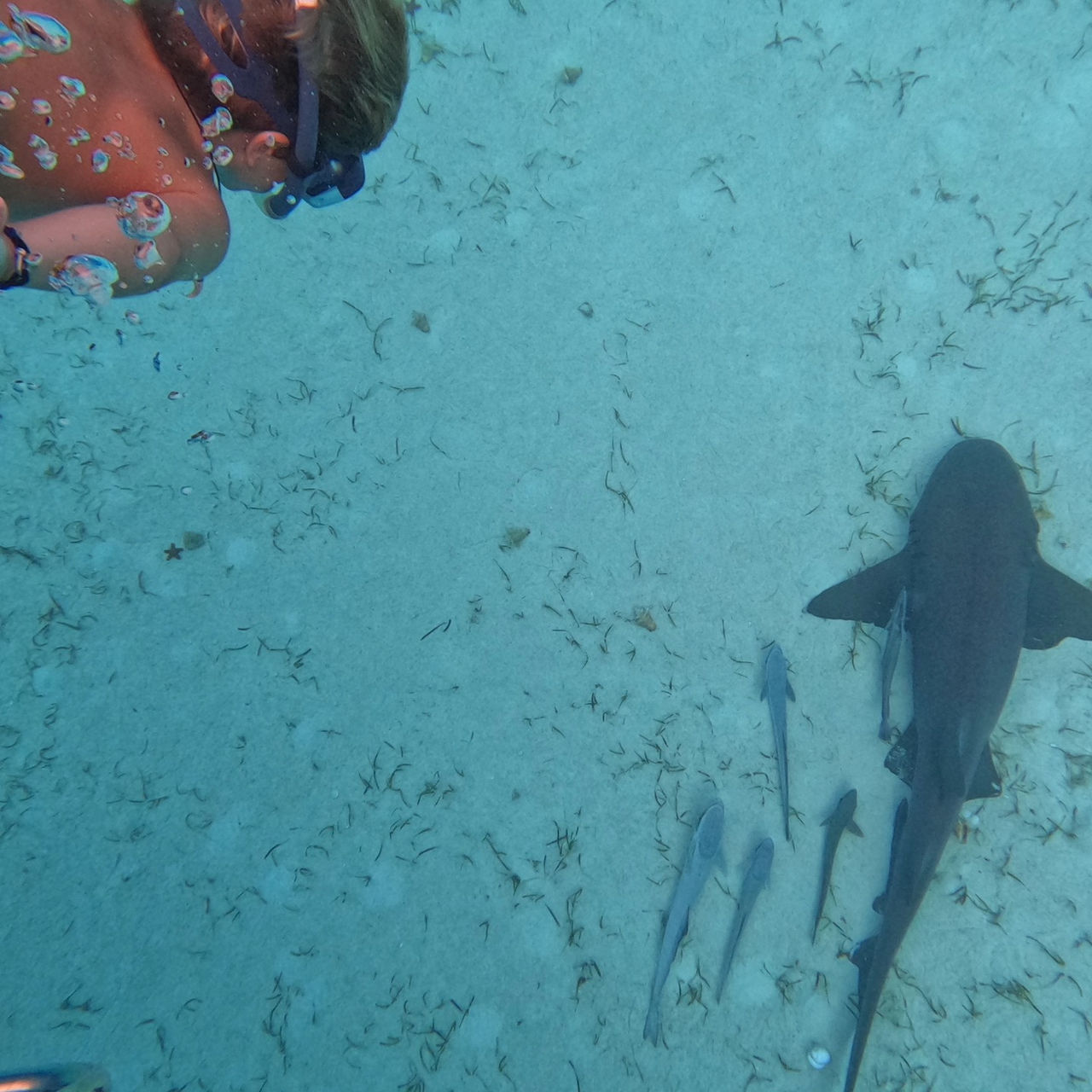 Boy swim with shark