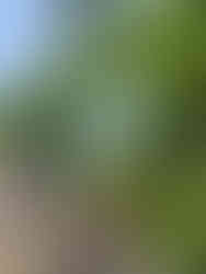 climbing rocks in central park