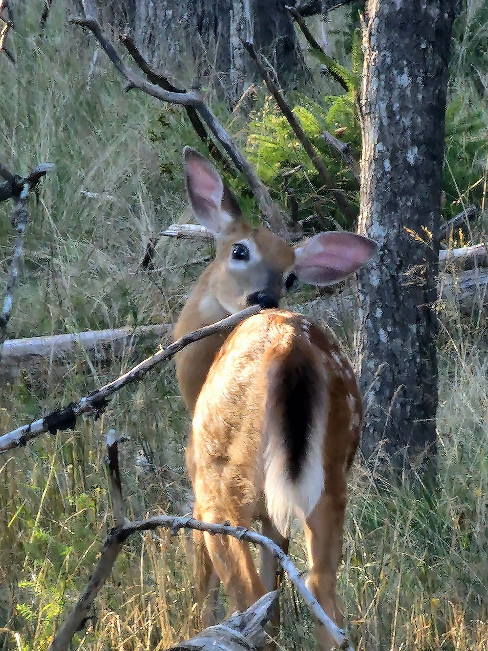 baby deer