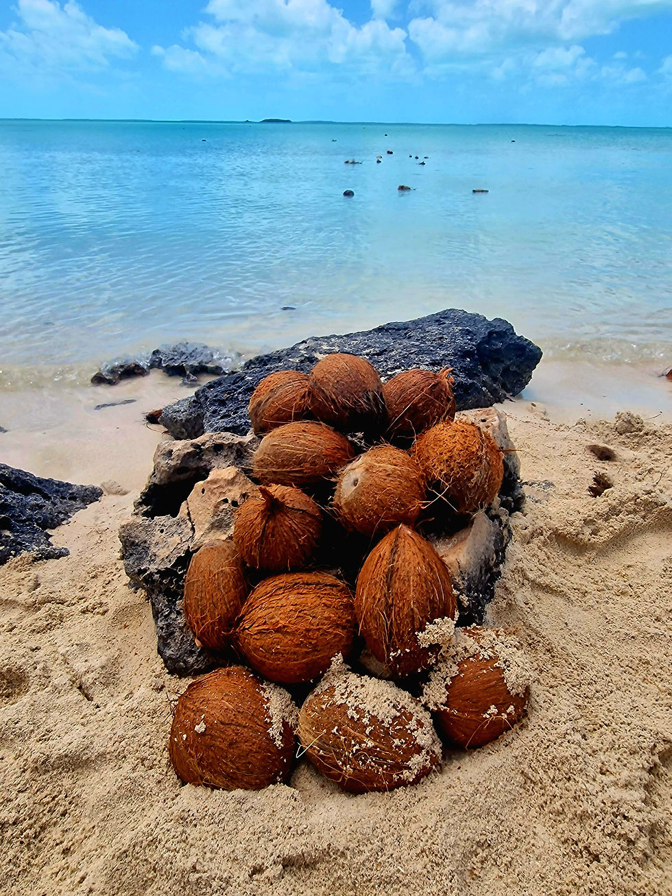 coconuts on the beach with the water in the background