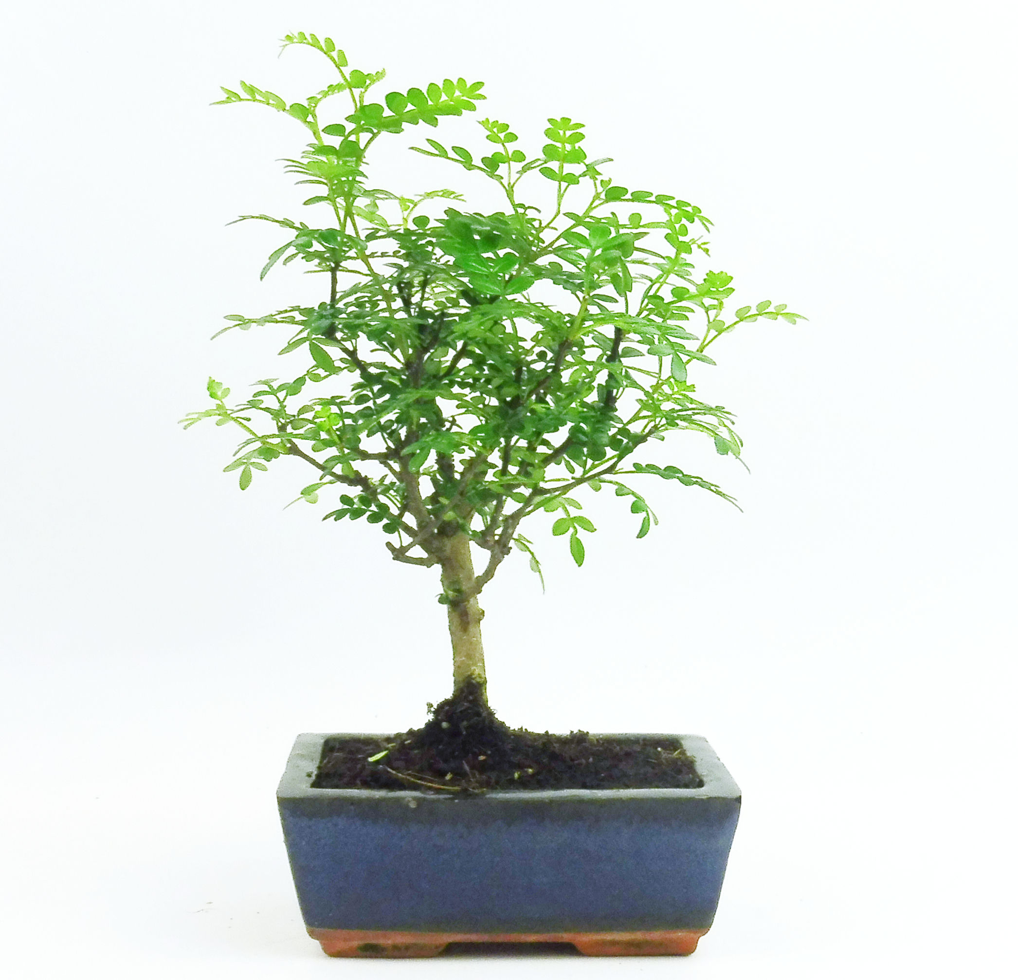 Pimentero Japonés - Zanthoxylum piperitum