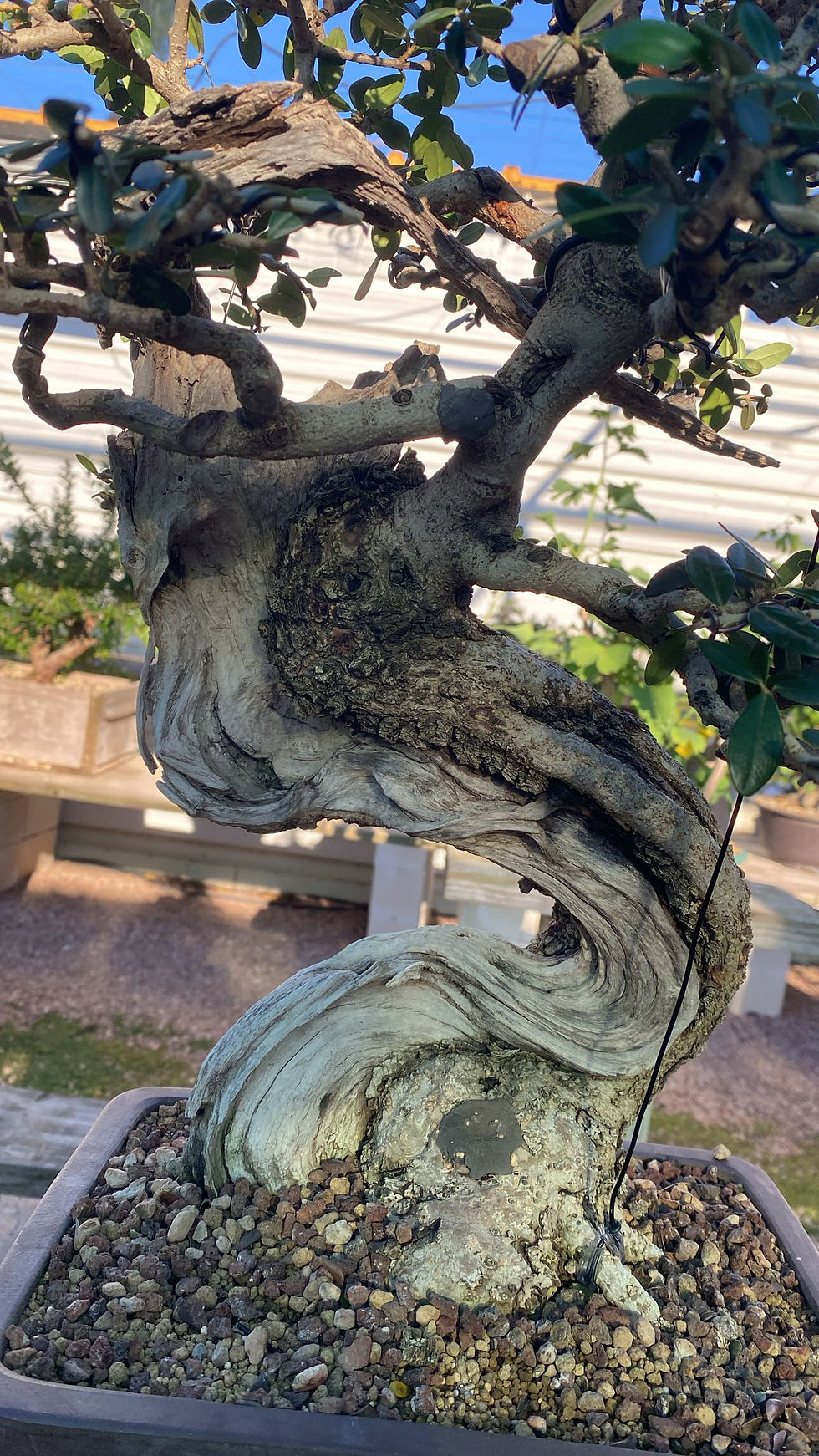 Miniatura: Olea europaea - Ullastre Mallorquín