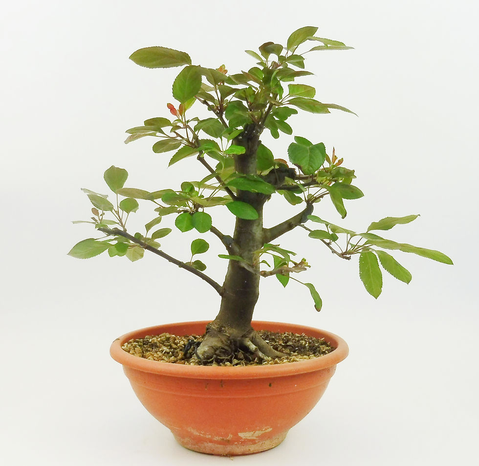 Miniatura: Manzano - Malus Everest
