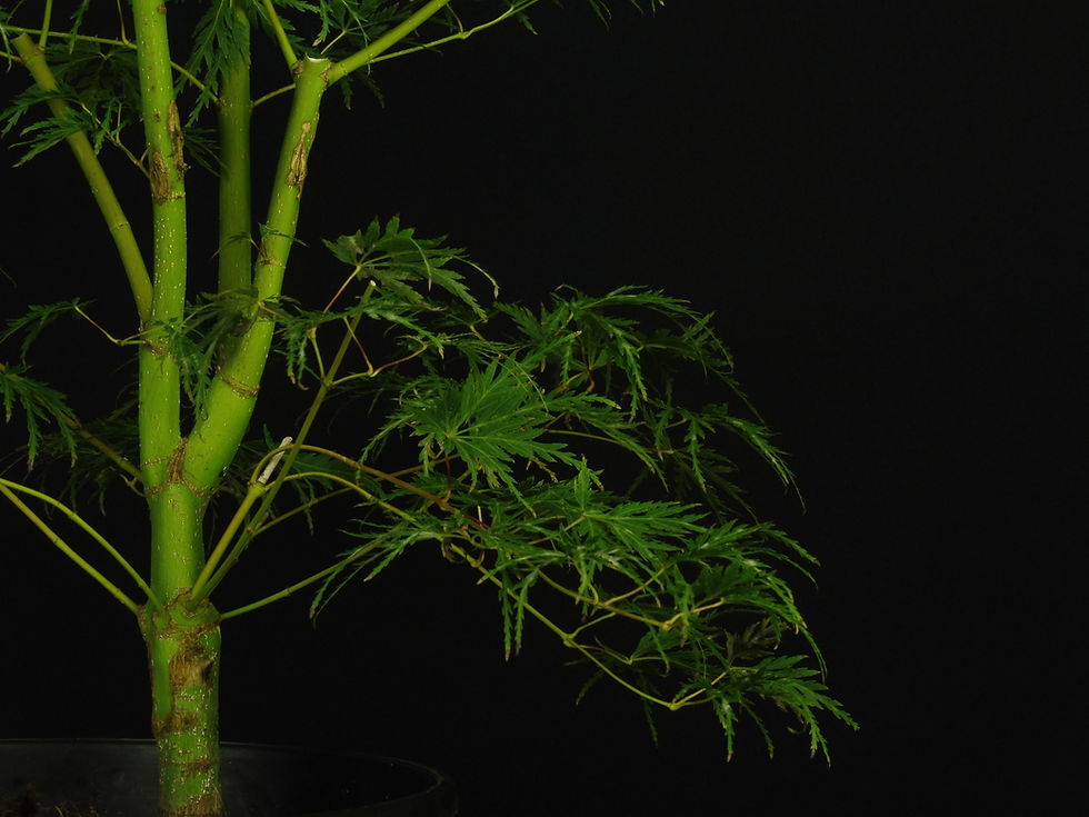 Miniatura: Acer Palmatum Seyriu