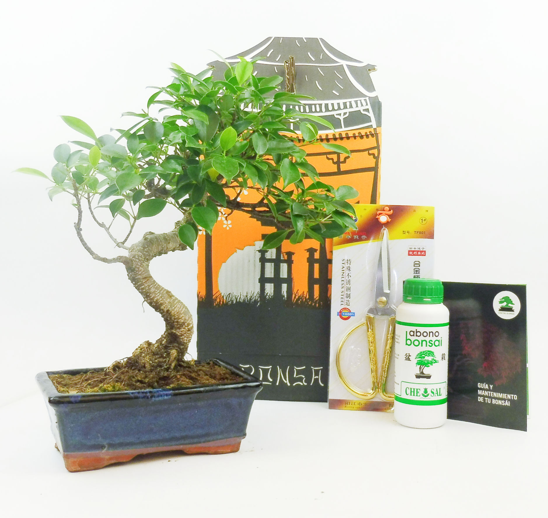 Pack Ficus Retusa