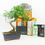 Miniatura: Pack Ficus Retusa
