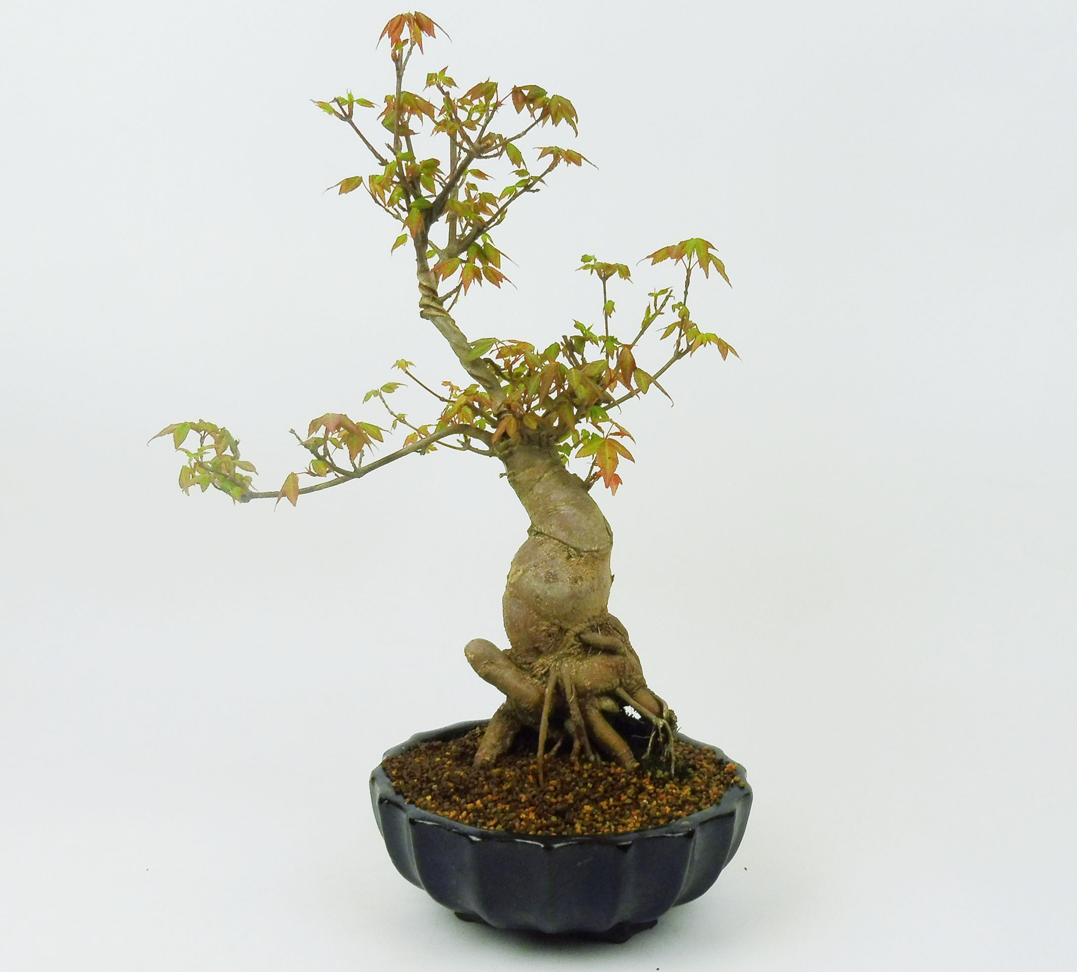 Arce Tridente - Acer Buergerianum