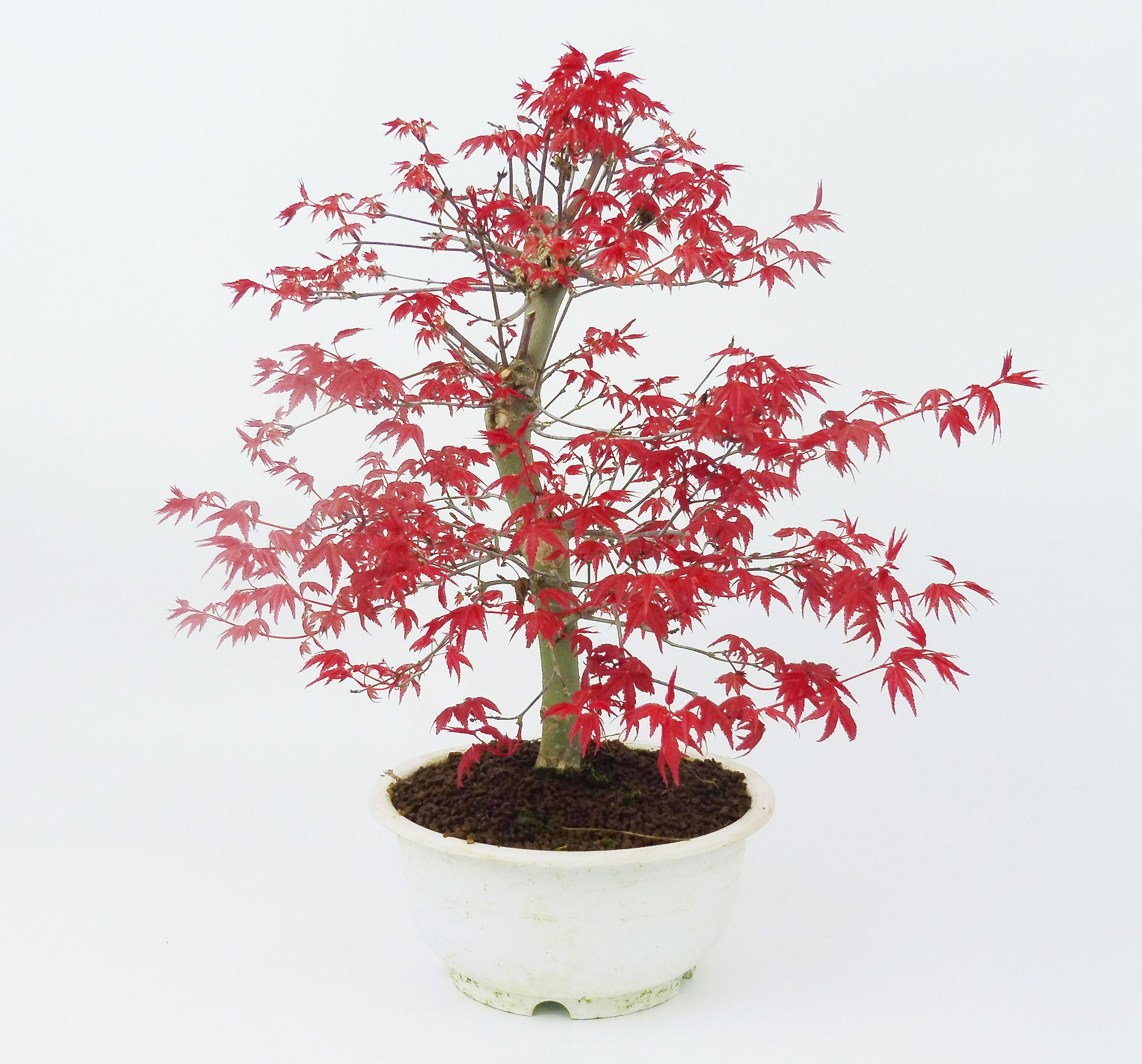 Acer Palmatum Deshojo