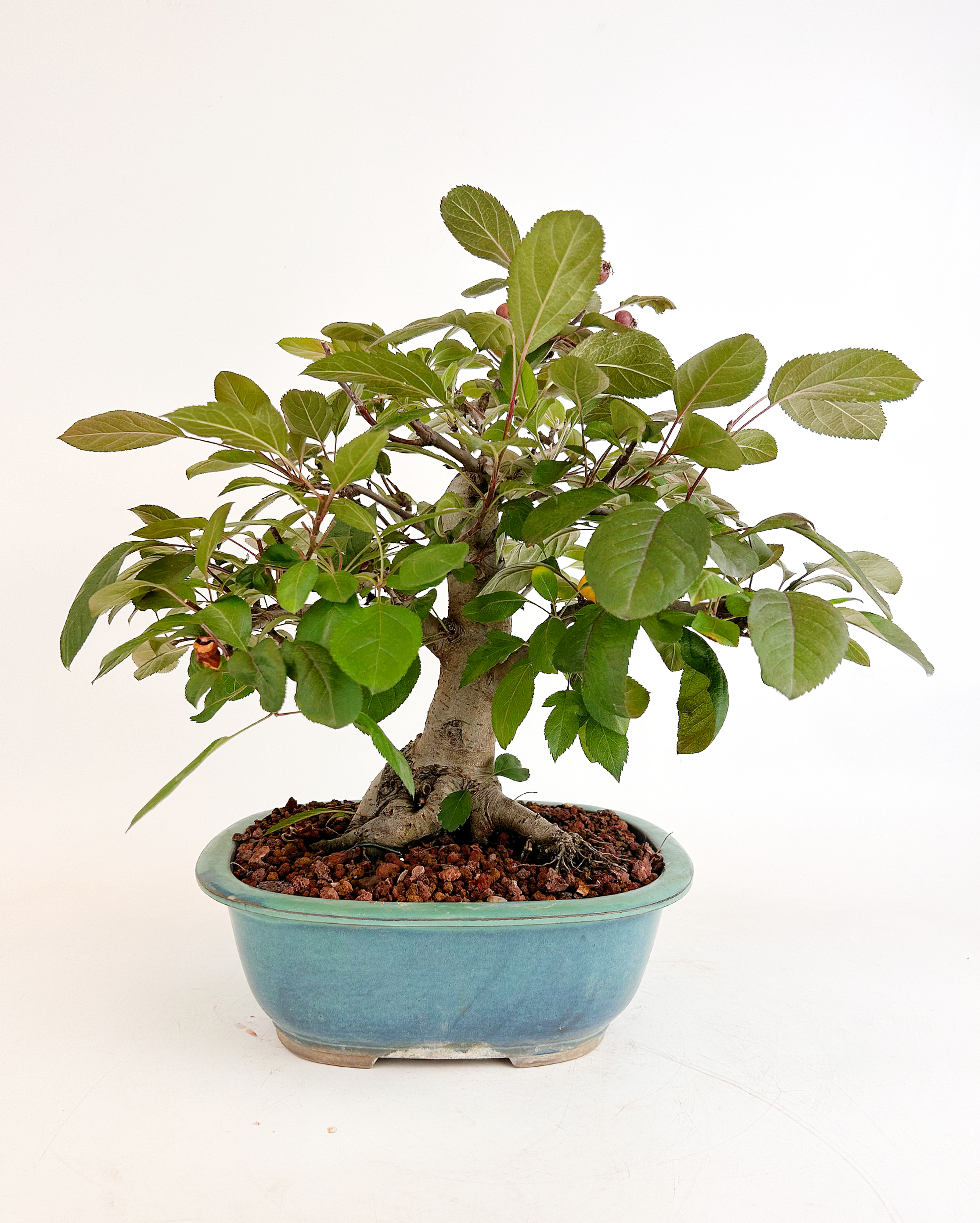 Manzano - Malus Sylvestris