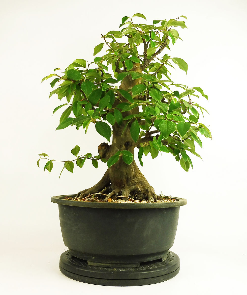 Miniatura: Chaenomeles Sinensis