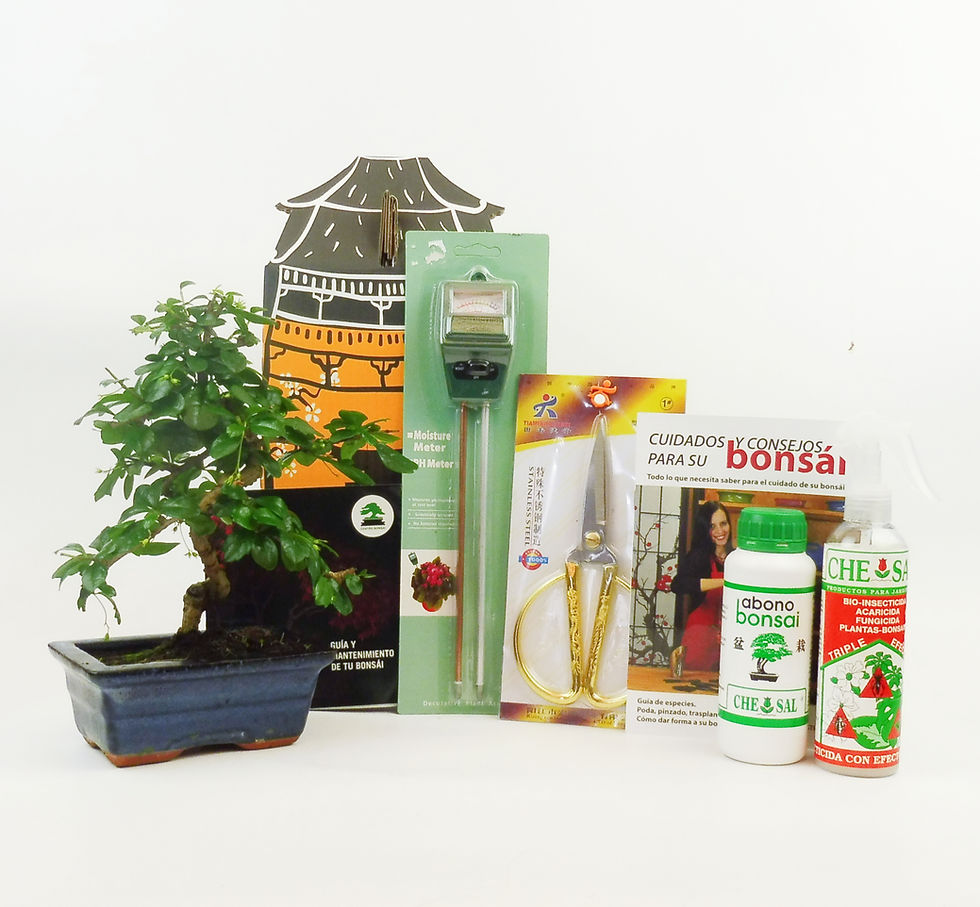 Miniatura: Pack Carmona - Arbol del té de Fukien