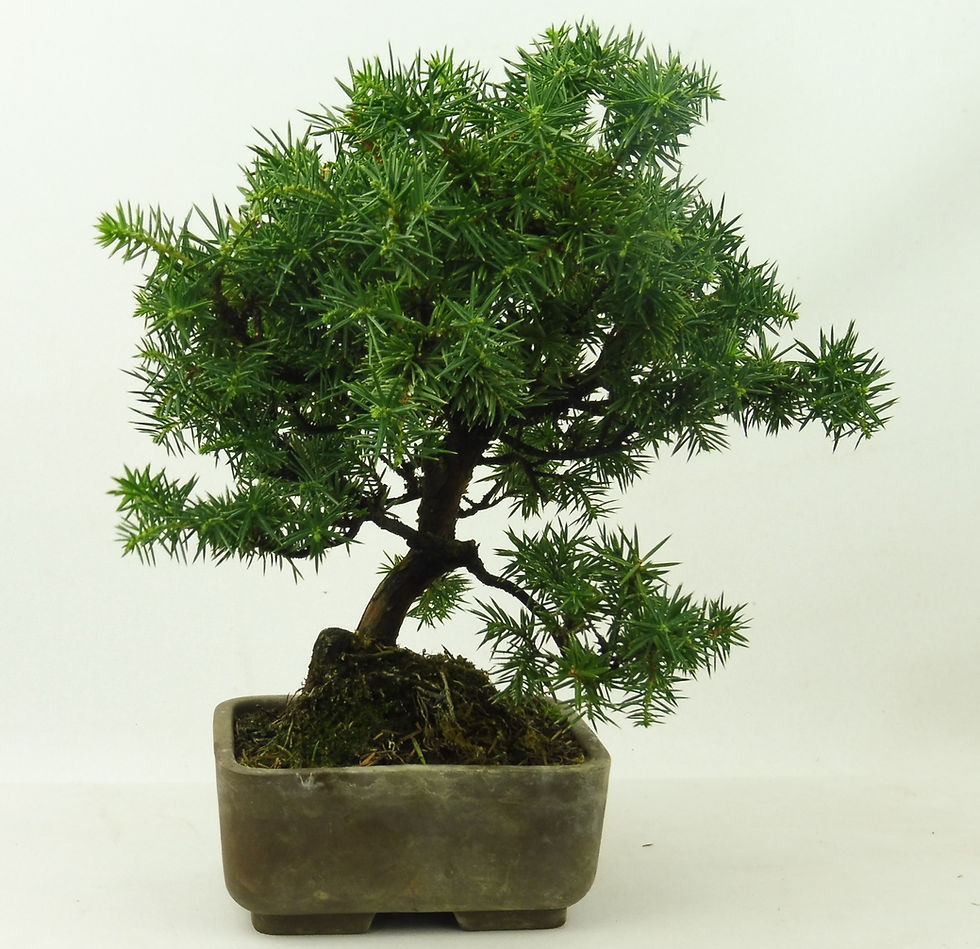 Miniatura: Junipero - Juniperus Rigida