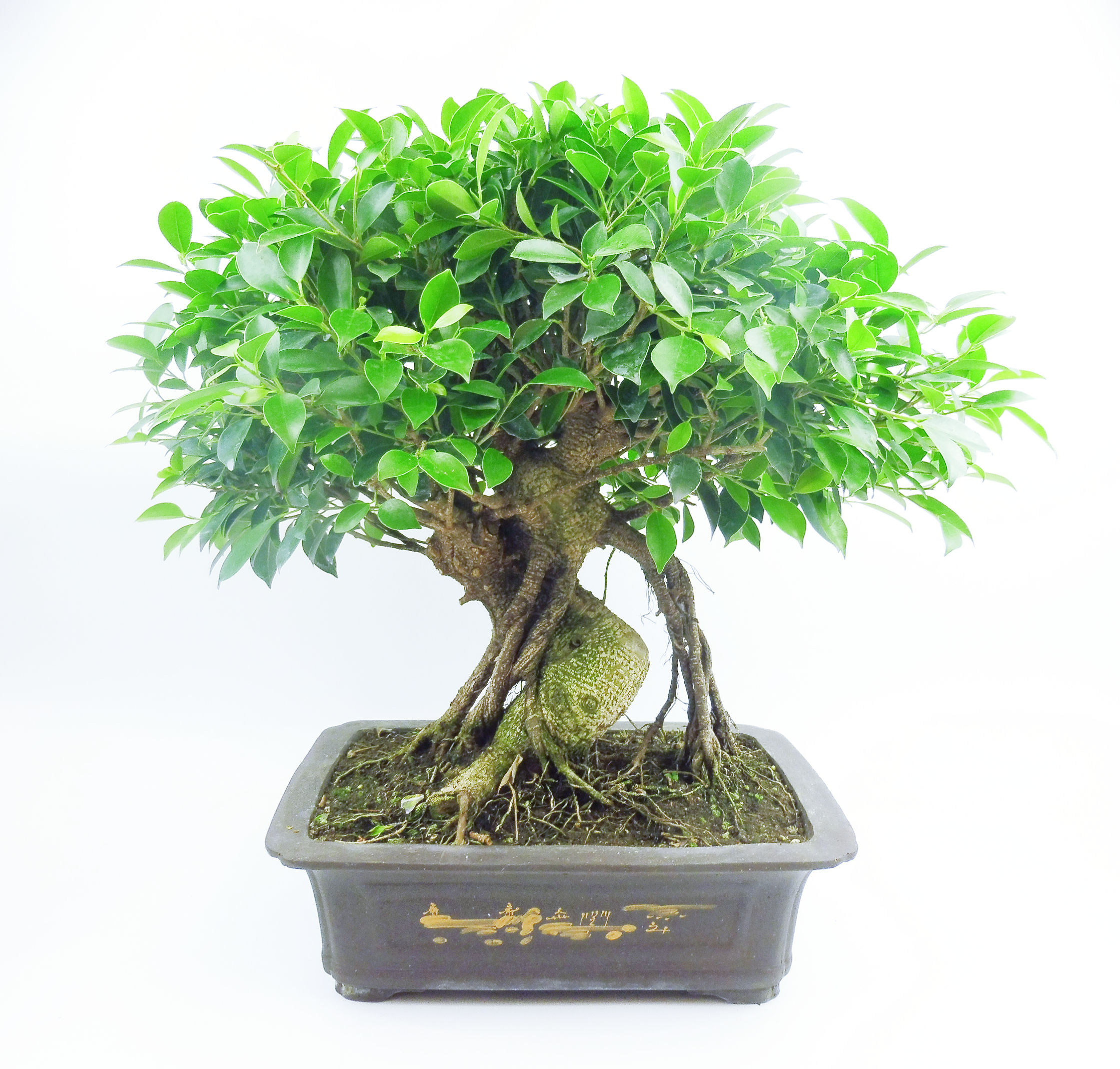 Ficus Retusa - Ficus microcarpa