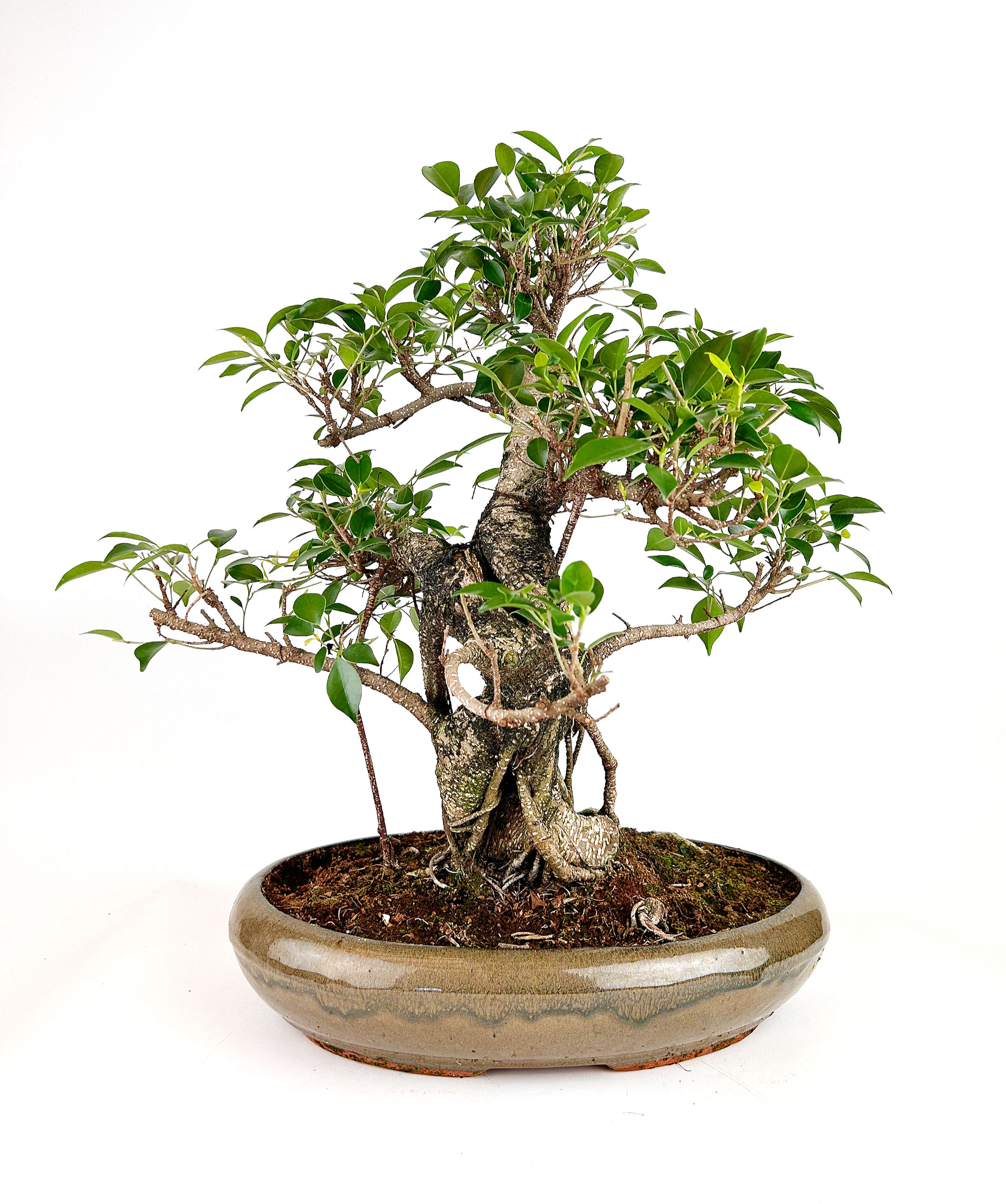Ficus Retusa
