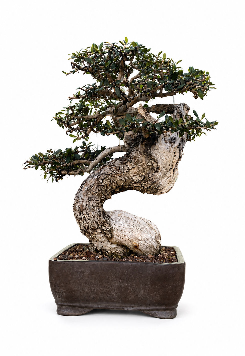 Miniatura: Olea europaea - Ullastre Mallorquín