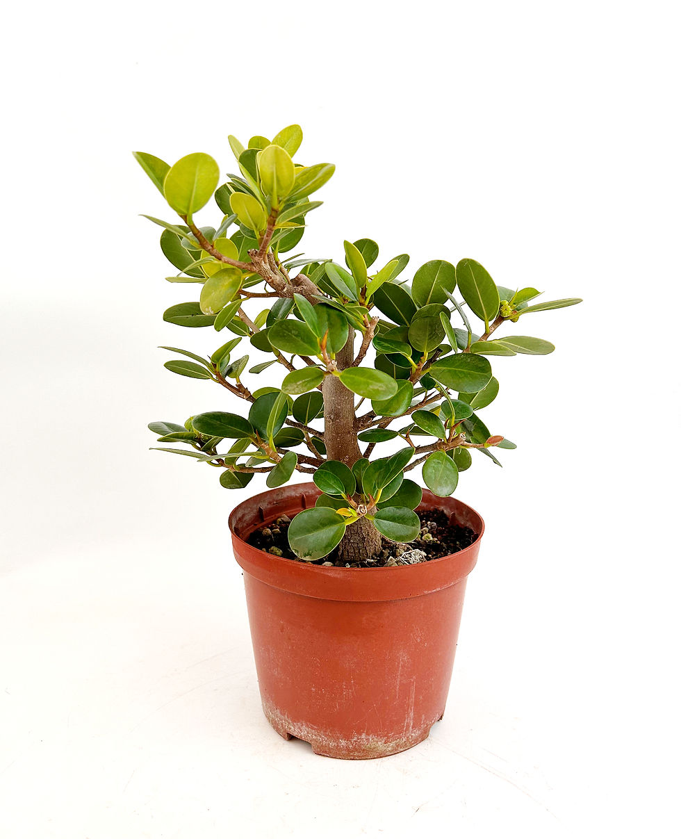 Miniatura: Ficus Panda